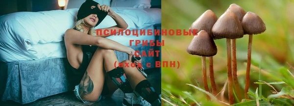 крисы Баксан